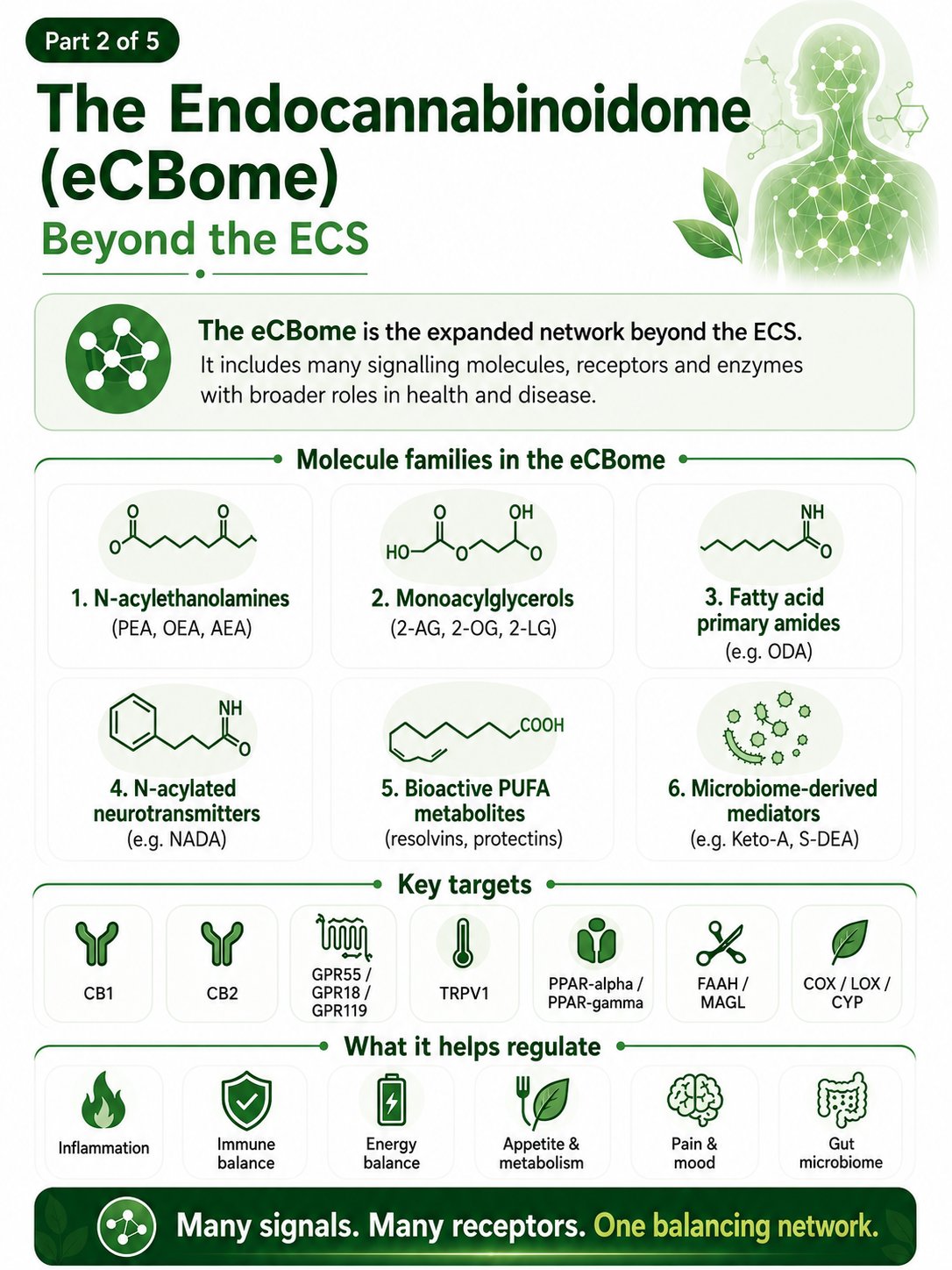 Part 2 of 5: The Endocannabinoidome (eCBome)