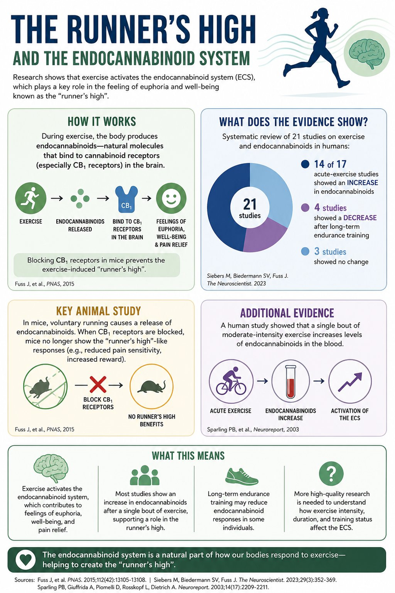 The Runner's High and the Endocannabinoid System